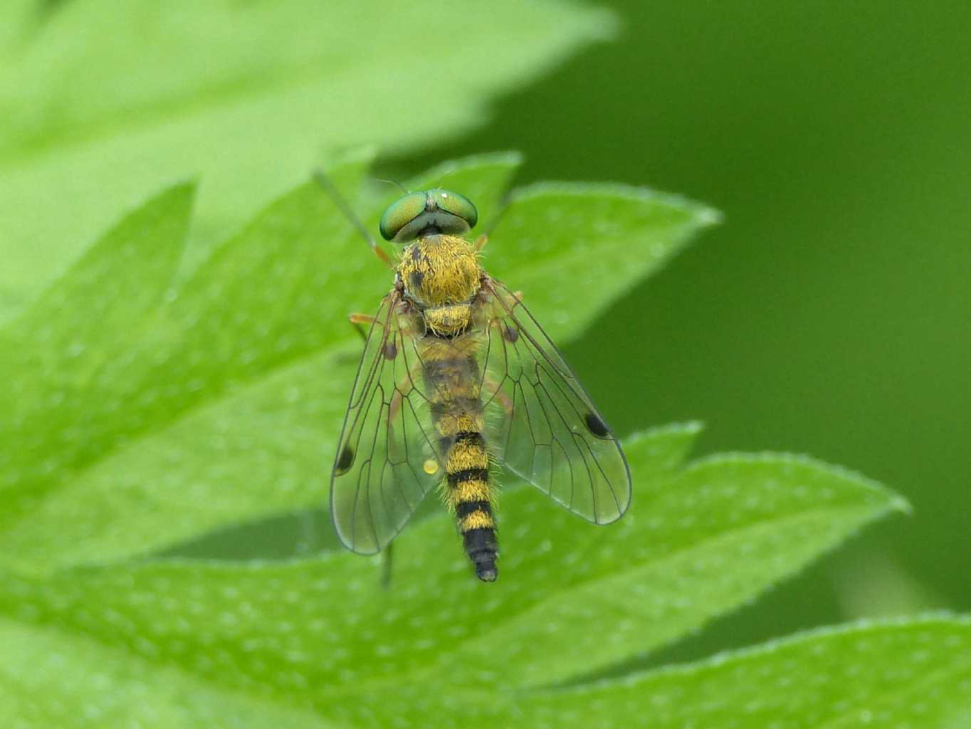 Coppia di piccoli Rhagionidae: Chrysopilus asiliformis